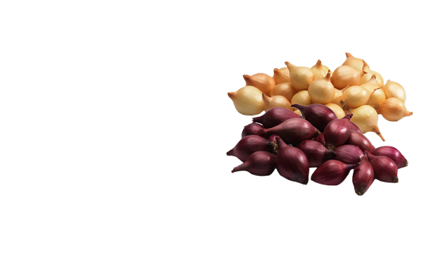 Svogūnų sodinukams